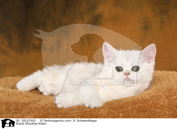 Exotic Shorthair Ktzchen / Exotic Shorthair Kitten / SS-27002