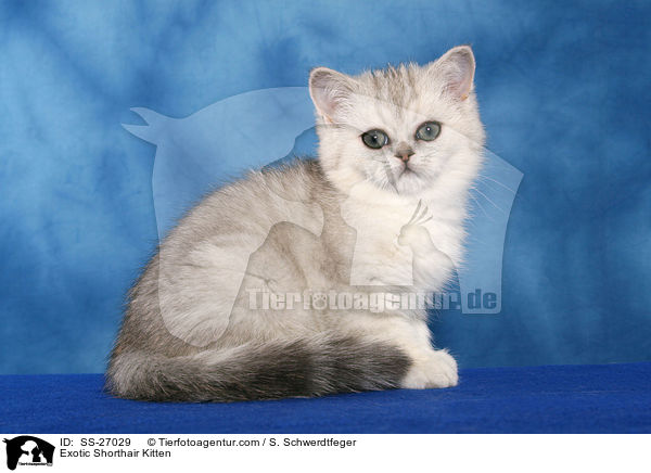 Exotic Shorthair Kitten / SS-27029