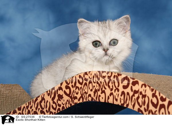 Exotic Shorthair Kitten / SS-27036