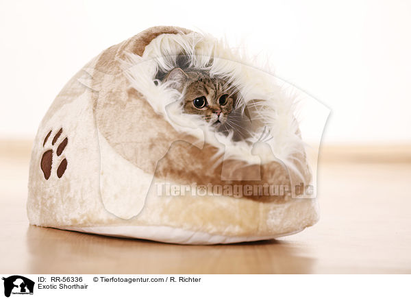 Kurzhaarperser / Exotic Shorthair / RR-56336