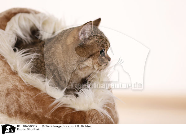 Exotic Shorthair / RR-56339