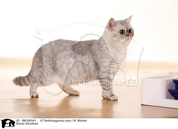 Exotic Shorthair / RR-56343