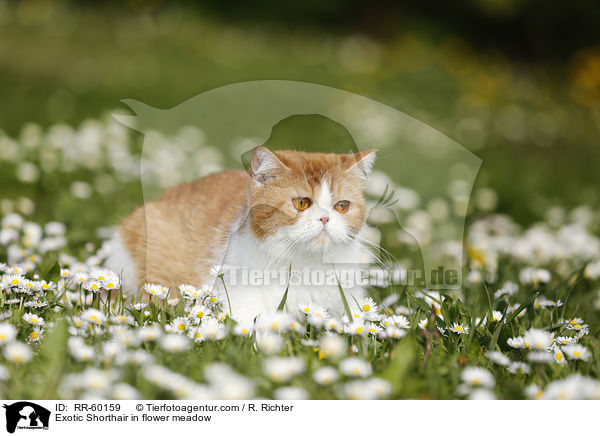 Exotic Shorthair in flower meadow / RR-60159