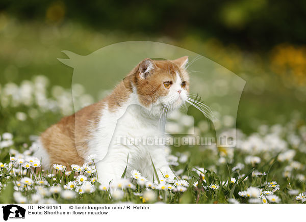Exotic Shorthair in Blumenwiese / Exotic Shorthair in flower meadow / RR-60161