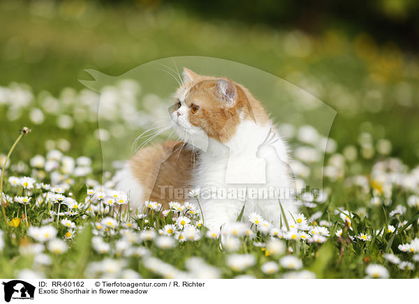 Exotic Shorthair in Blumenwiese / Exotic Shorthair in flower meadow / RR-60162