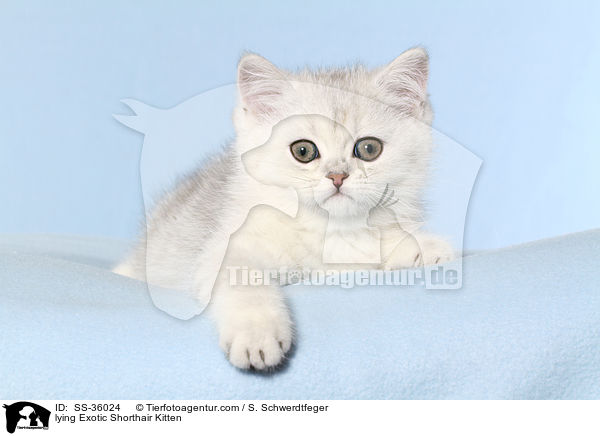 lying Exotic Shorthair Kitten / SS-36024