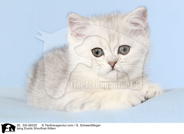 lying Exotic Shorthair Kitten / SS-36025