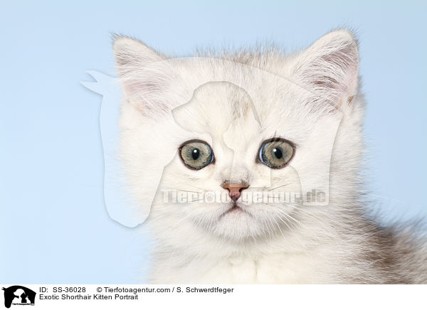 Exotic Shorthair Kitten Portrait / SS-36028
