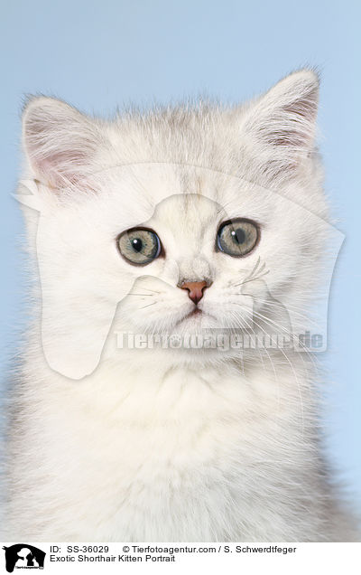 Exotic Shorthair Kitten Portrait / SS-36029