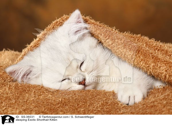 sleeping Exotic Shorthair Kitten / SS-36031