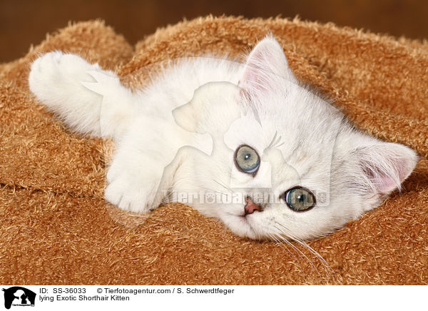 liegendes Exotic Shorthair K�tzchen / lying Exotic Shorthair Kitten / SS-36033
