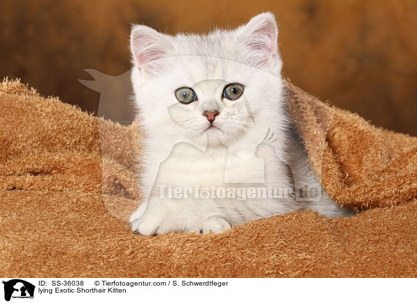 liegendes Exotic Shorthair Ktzchen / lying Exotic Shorthair Kitten / SS-36038