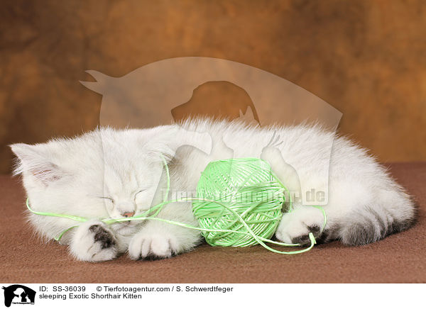 sleeping Exotic Shorthair Kitten / SS-36039