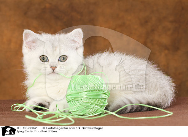 lying Exotic Shorthair Kitten / SS-36041