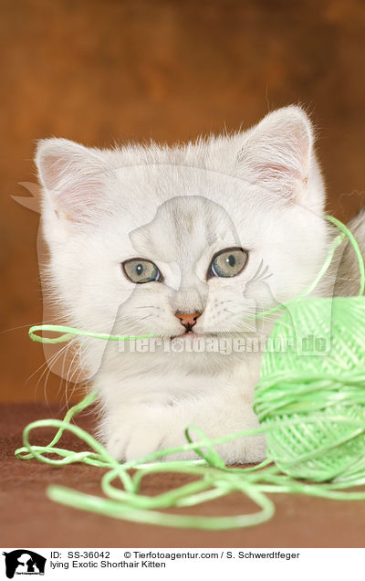 liegendes Exotic Shorthair K�tzchen / lying Exotic Shorthair Kitten / SS-36042