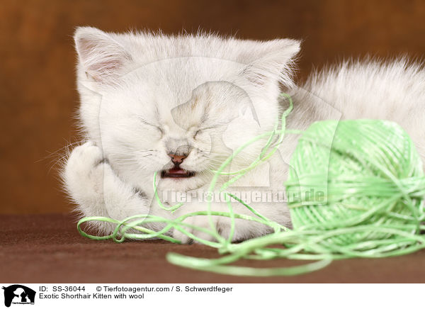 Exotic Shorthair Ktzchen knabbert an Wolle / Exotic Shorthair Kitten with wool / SS-36044