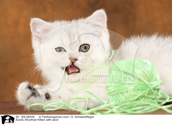 Exotic Shorthair Kitten with wool / SS-36045