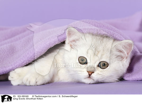 lying Exotic Shorthair Kitten / SS-36046