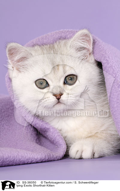 liegendes Exotic Shorthair Ktzchen / lying Exotic Shorthair Kitten / SS-36050