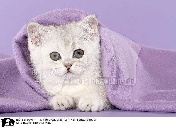 liegendes Exotic Shorthair Ktzchen / lying Exotic Shorthair Kitten / SS-36051