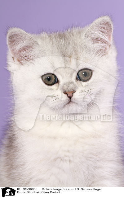 Exotic Shorthair Ktzchen Portrait / Exotic Shorthair Kitten Portrait / SS-36053