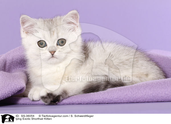 liegendes Exotic Shorthair Ktzchen / lying Exotic Shorthair Kitten / SS-36054