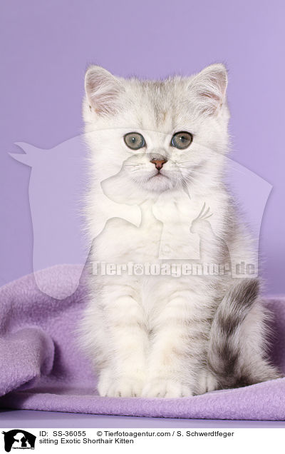 sitting Exotic Shorthair Kitten / SS-36055