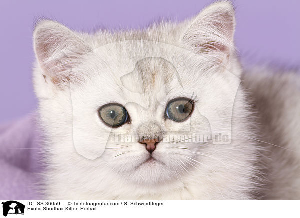 Exotic Shorthair Kitten Portrait / SS-36059