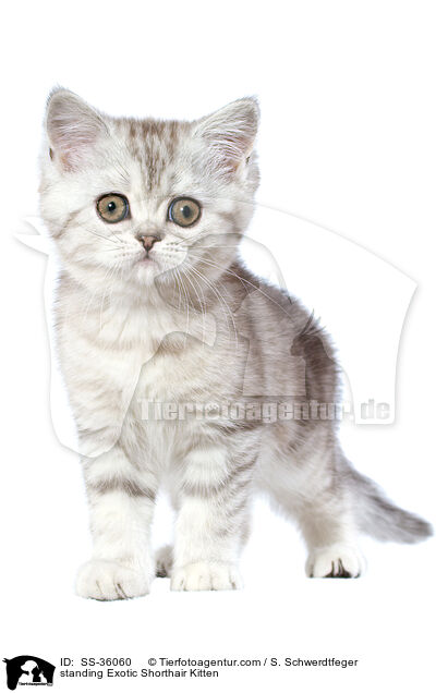 standing Exotic Shorthair Kitten / SS-36060