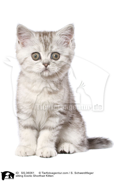 sitzendes Exotic Shorthair Ktzchen / sitting Exotic Shorthair Kitten / SS-36061