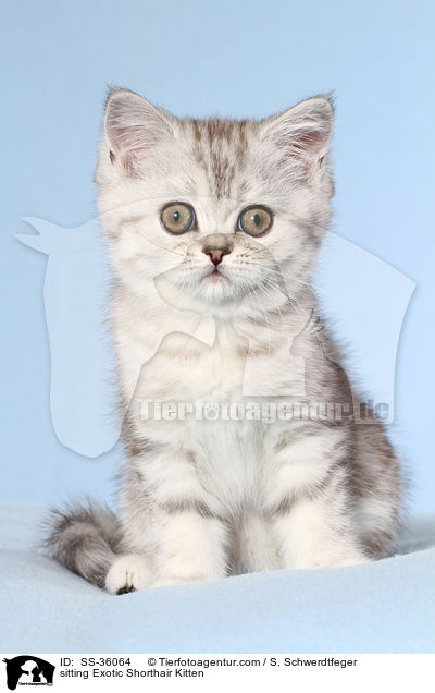 sitting Exotic Shorthair Kitten / SS-36064