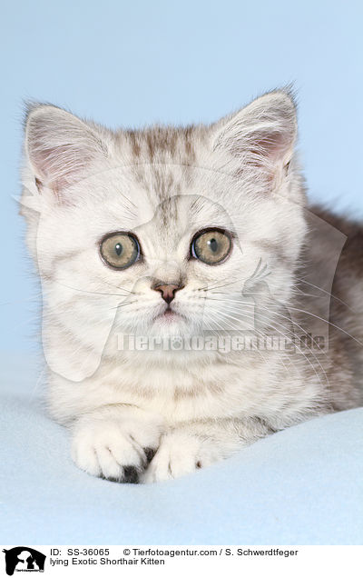 lying Exotic Shorthair Kitten / SS-36065