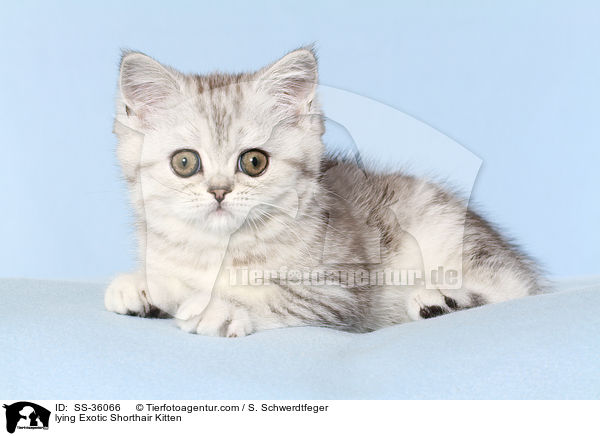 lying Exotic Shorthair Kitten / SS-36066