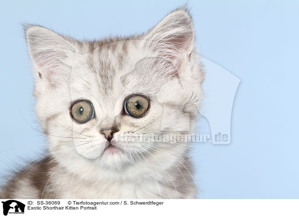 Exotic Shorthair Ktzchen Portrait / Exotic Shorthair Kitten Portrait / SS-36069