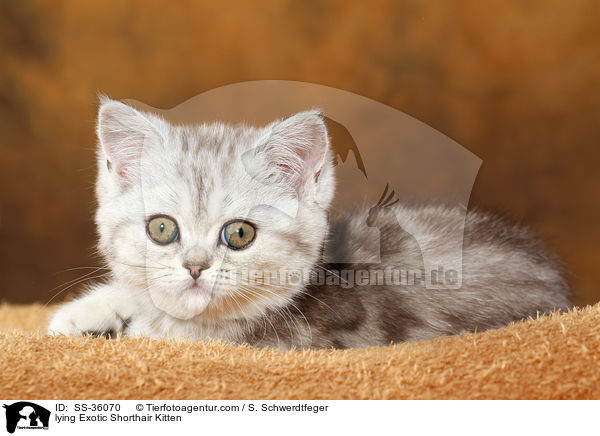 liegendes Exotic Shorthair Ktzchen / lying Exotic Shorthair Kitten / SS-36070