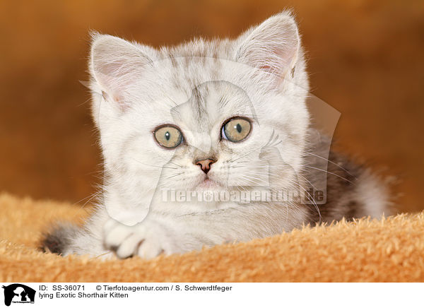lying Exotic Shorthair Kitten / SS-36071