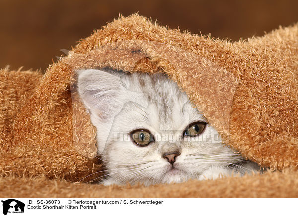 Exotic Shorthair Kitten Portrait / SS-36073
