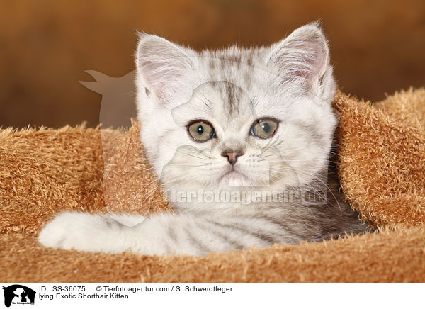 lying Exotic Shorthair Kitten / SS-36075