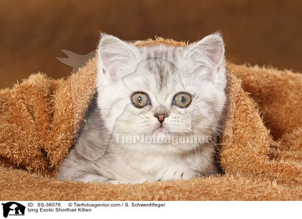 lying Exotic Shorthair Kitten / SS-36076
