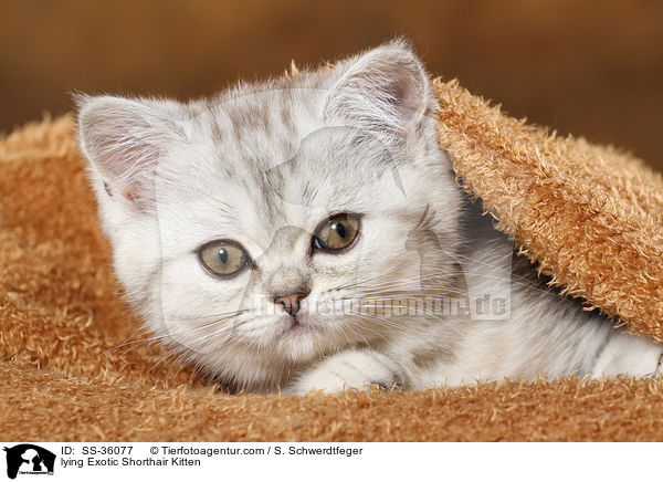 lying Exotic Shorthair Kitten / SS-36077