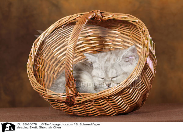 sleeping Exotic Shorthair Kitten / SS-36078