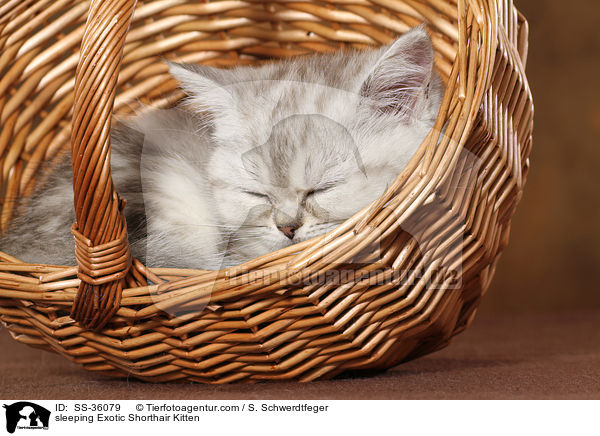 schlafendes Exotic Shorthair Ktzchen / sleeping Exotic Shorthair Kitten / SS-36079