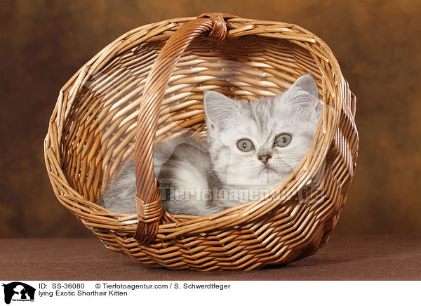 lying Exotic Shorthair Kitten / SS-36080
