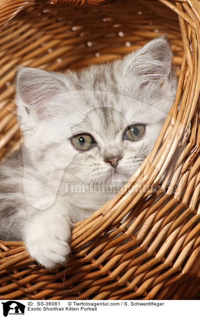 Exotic Shorthair Kitten Portrait / SS-36081