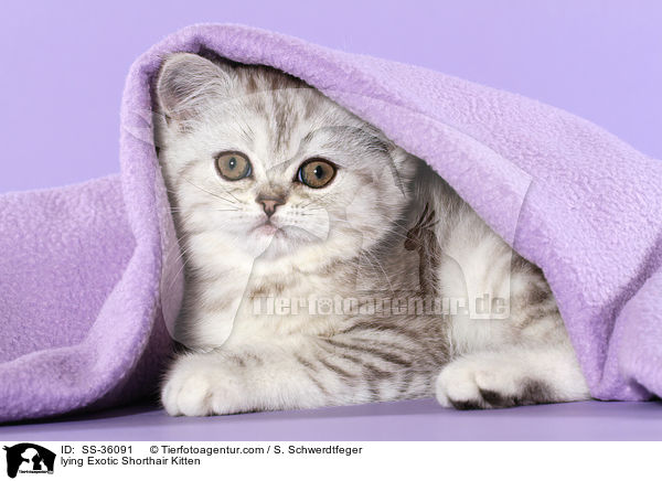lying Exotic Shorthair Kitten / SS-36091