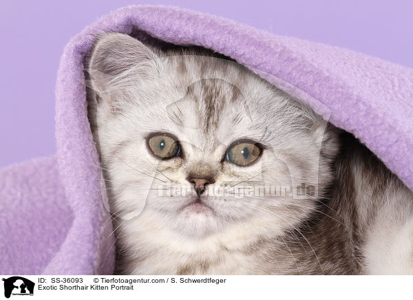 Exotic Shorthair Kitten Portrait / SS-36093
