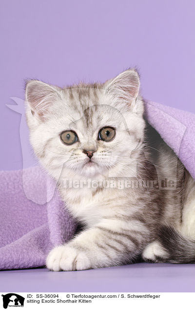 sitting Exotic Shorthair Kitten / SS-36094