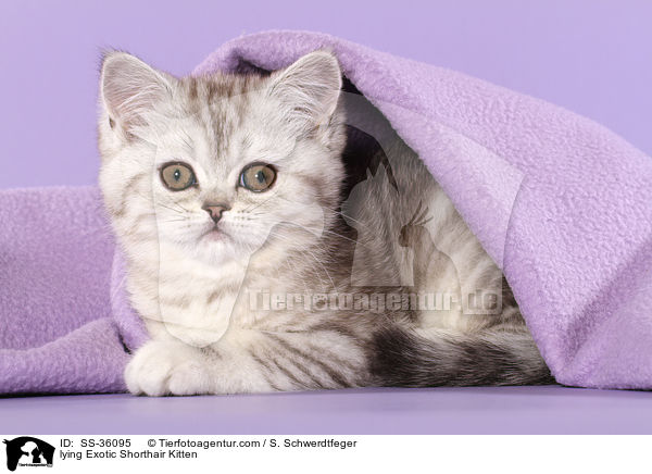 liegendes Exotic Shorthair Ktzchen / lying Exotic Shorthair Kitten / SS-36095
