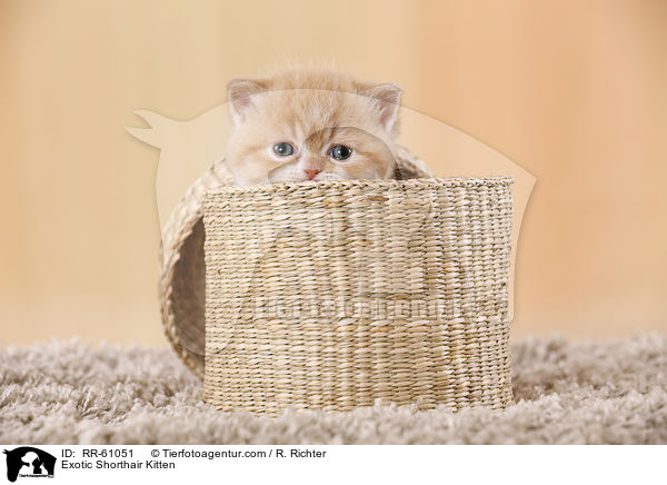 Exotic Shorthair Kitten / RR-61051