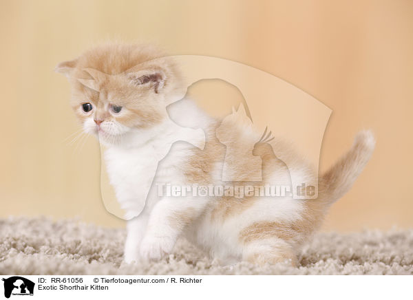 Exotic Shorthair Kitten / RR-61056